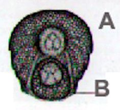 Lepadogaster candolii_Claves_02